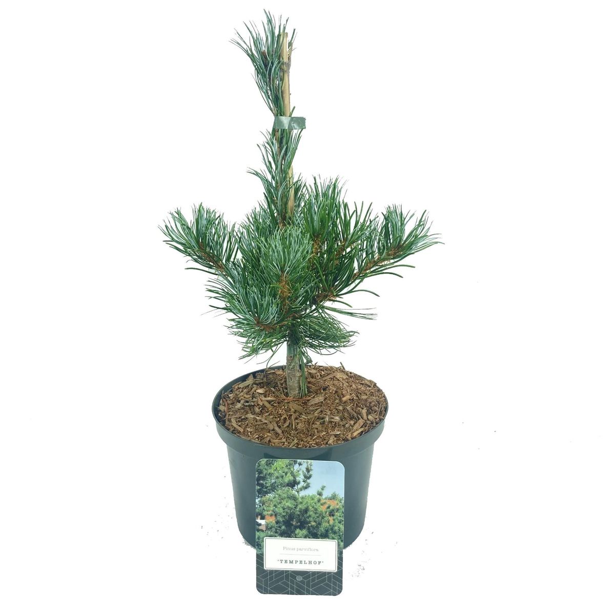 Pinus parviflora "Tempelhof" - Neidonmänty