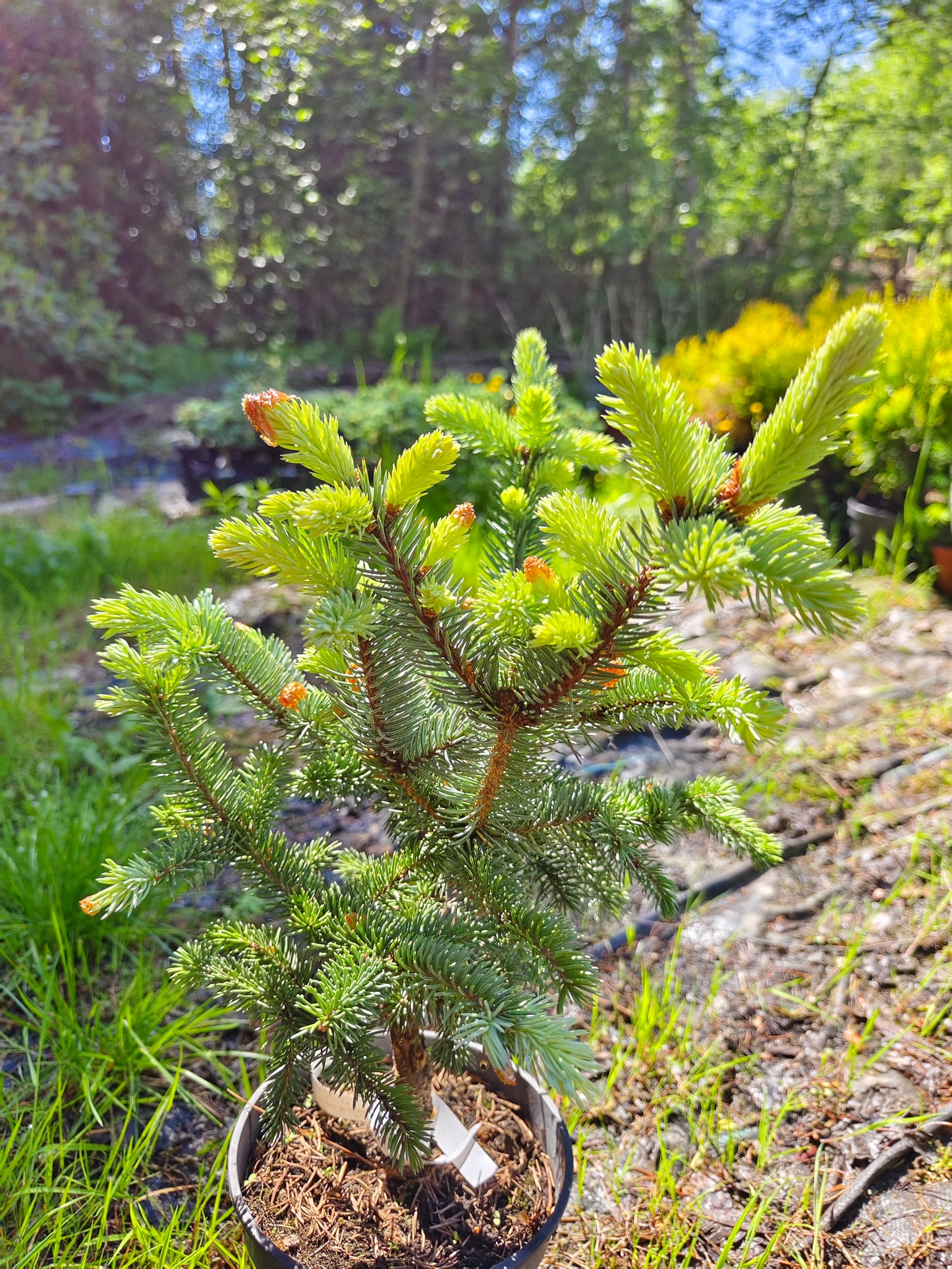 Picea pungens 'Bialobok' - Sinikuusi