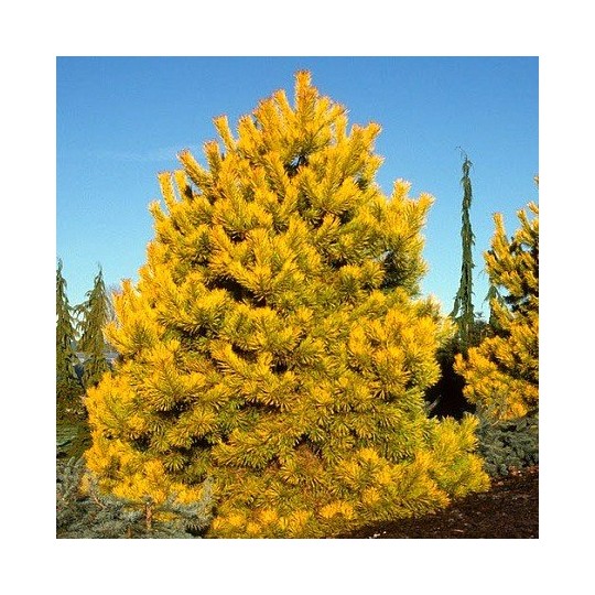 Pinus sylvestris 'Aurea' - Mänty