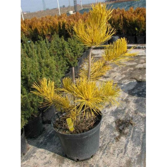 Pinus sylvestris 'Aurea' - Mänty
