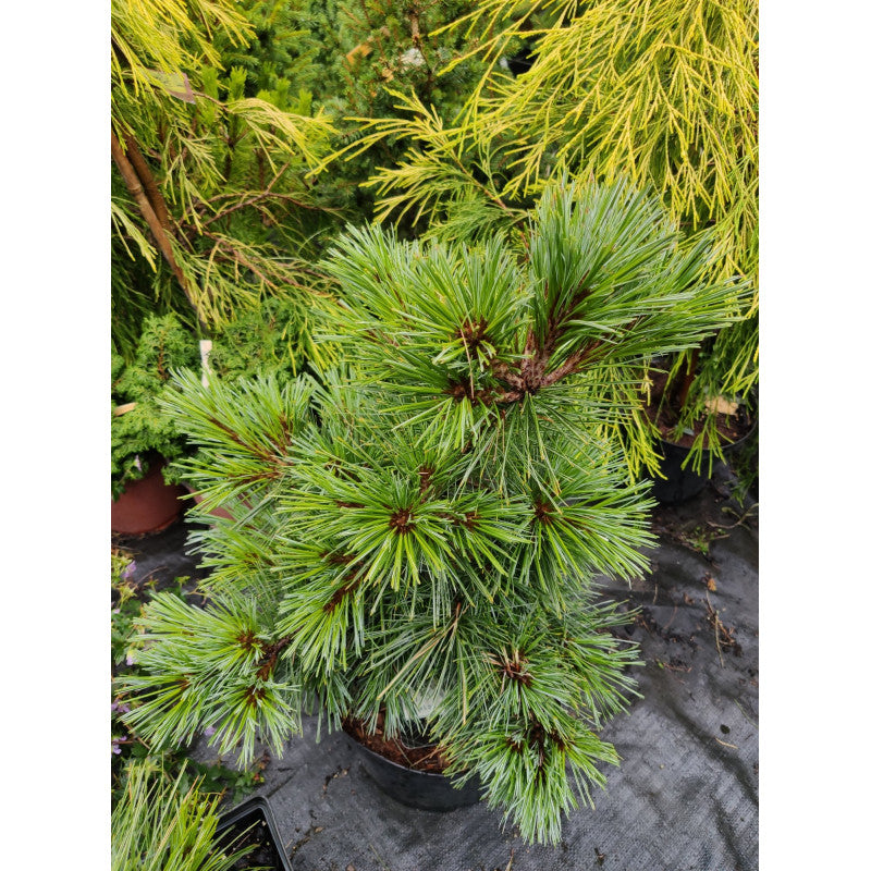 Pinus strobus "Blue Shag" - Strobus pine