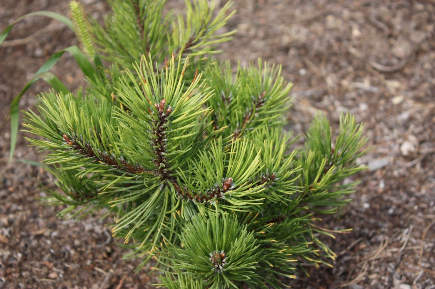 PINUS HELDREICHII (LEUCODERMIS) 'Malinki' - Bosnianmänty