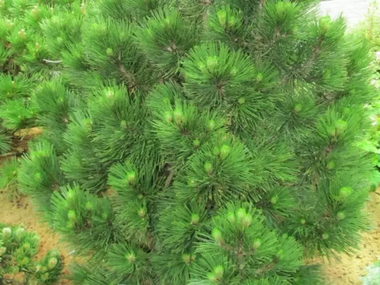 PINUS HELDREICHII (LEUCODERMIS) 'Malinki' - Bosnianmänty