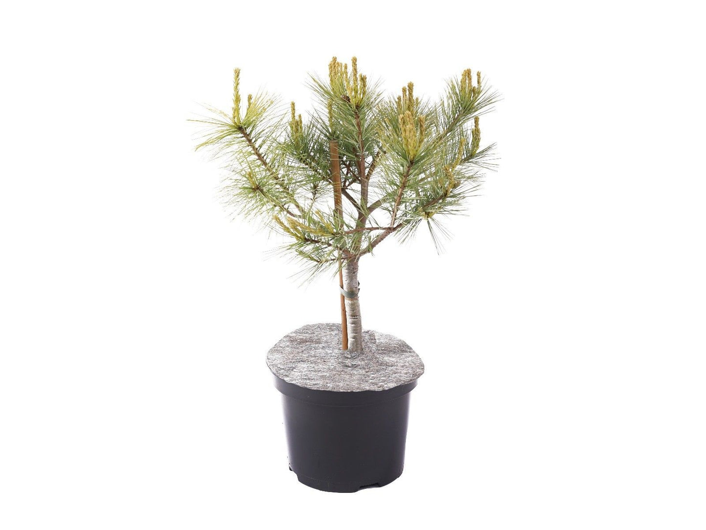 Pinus strobus "Blue Shag" - Strobus pine