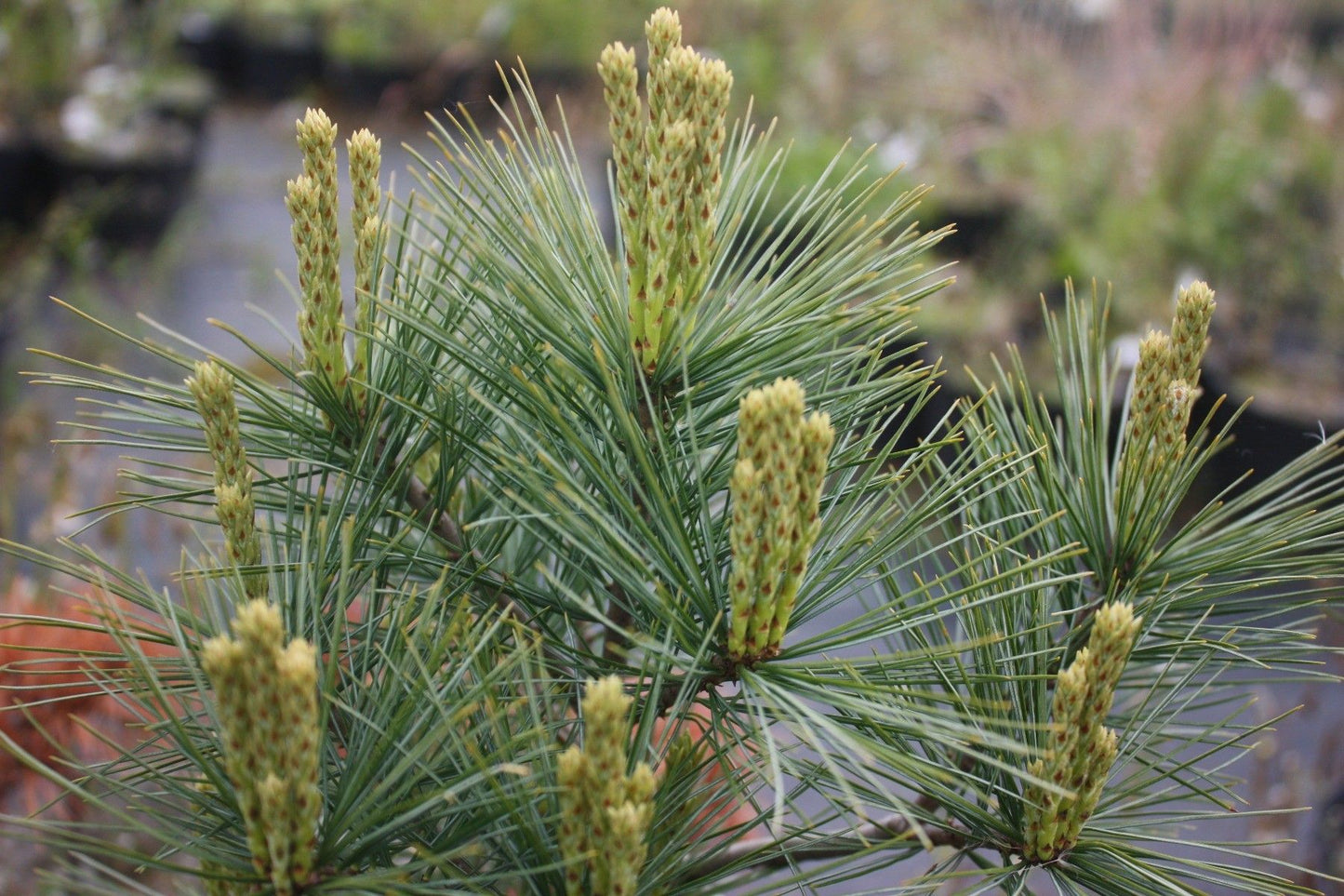 Pinus strobus "Blue Shag" - Strobus pine