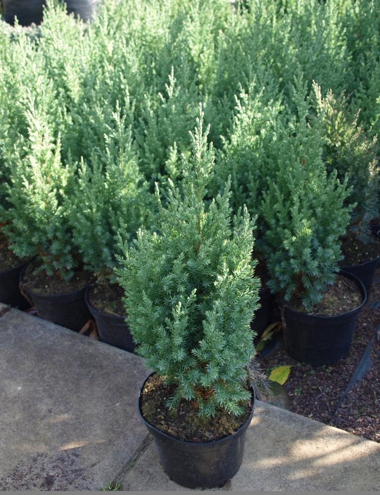 Juniperus Chinensis 'Stricta' - Kiinankataja