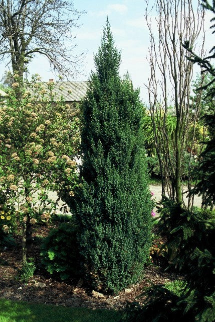 Juniperus Chinensis 'Stricta' - Kiinankataja