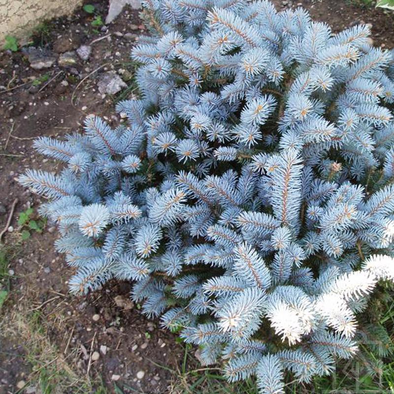 Picea pungens 'Glauca Globosa' - Pallohopeakuusi (sinikuusi)