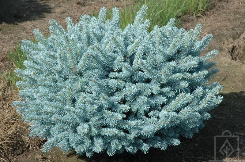 Picea pungens 'Glauca Globosa' - Pallohopeakuusi (sinikuusi)