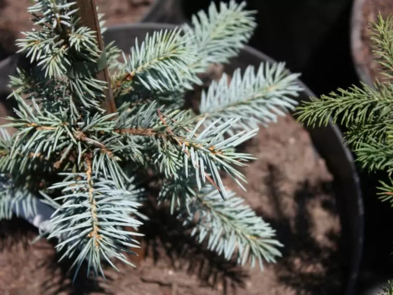 Picea pungens "Omega" - Blue spruce (silver)