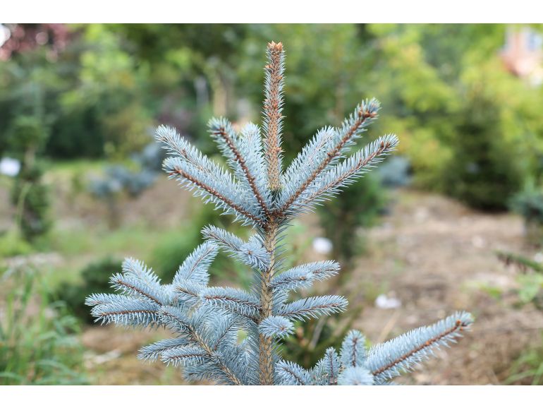 Picea pungens "Omega" - Blue spruce (silver)