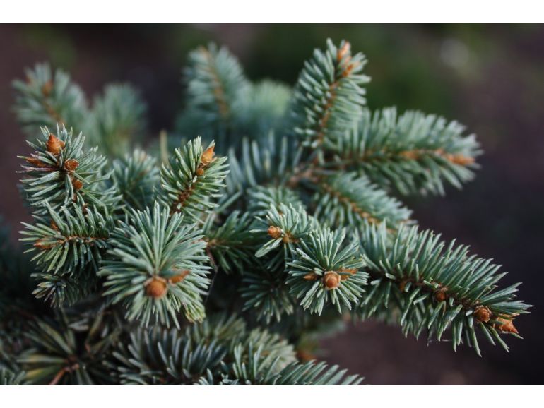 Picea pungens 'Glauca Globosa' Pa 60 - Dwarf blue spruce (silver)