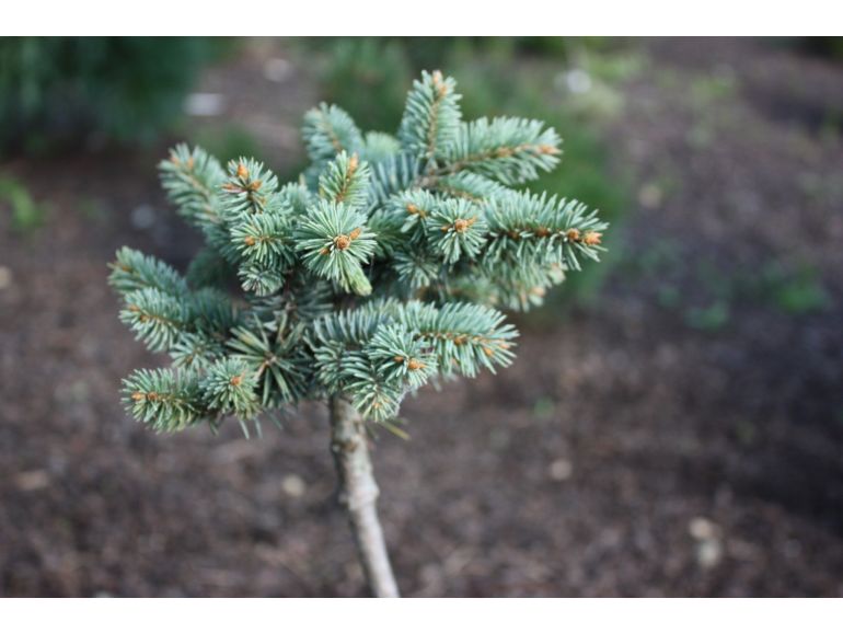 Picea pungens 'Glauca Globosa' Pa 60 - Dwarf blue spruce (silver)