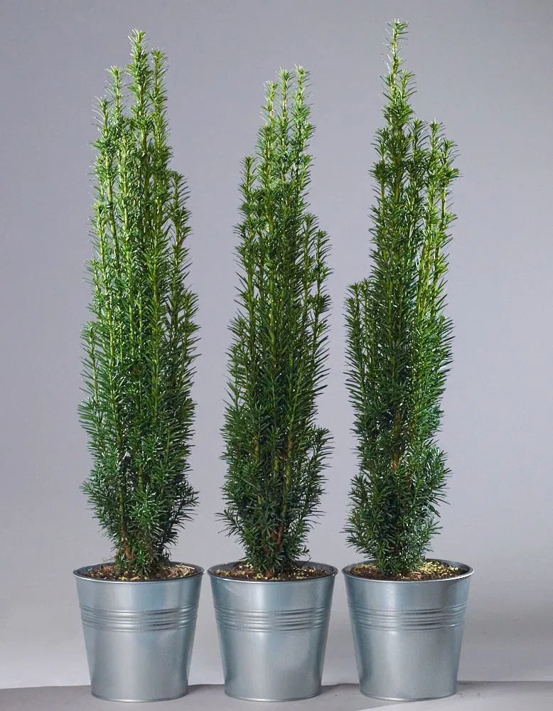 Taxus baccata ’Fastigiata Robusta’ - Pylväsmarjakuusi