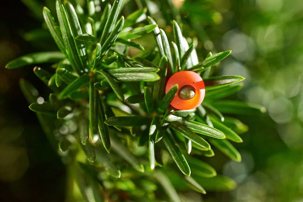 Taxus baccata ’Fastigiata Robusta’ - Pylväsmarjakuusi