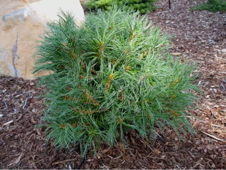Pinus strobus "Tiny Curls" - Strobus pine