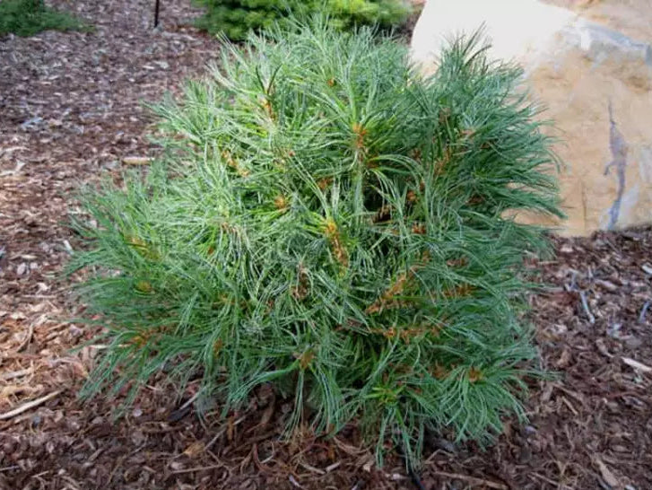 Pinus strobus 'Green Twist' - Dvärgtall