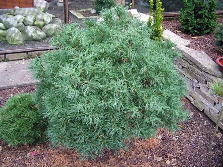 Pinus strobus "Tiny Curls" - Strobus pine