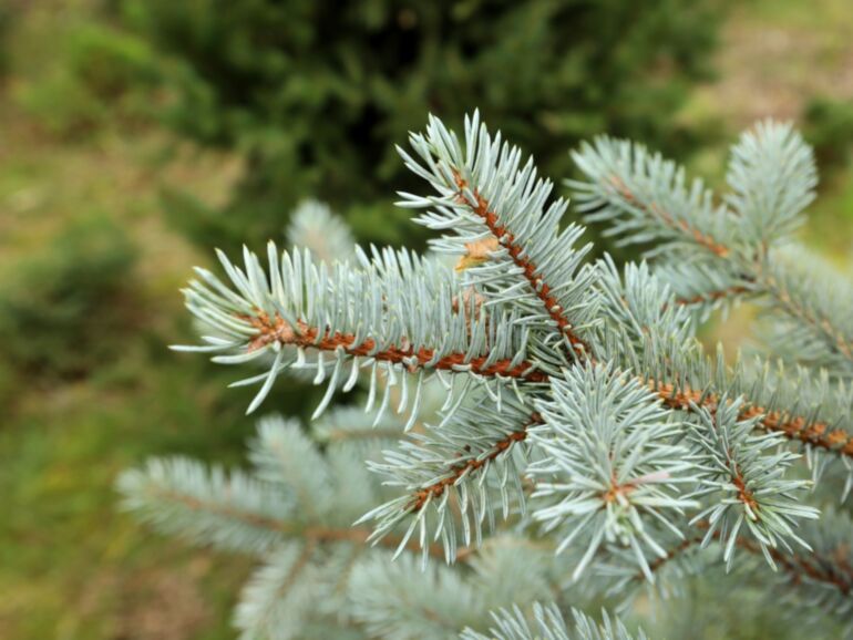 Picea pungens "Omega" - Blue spruce (silver)