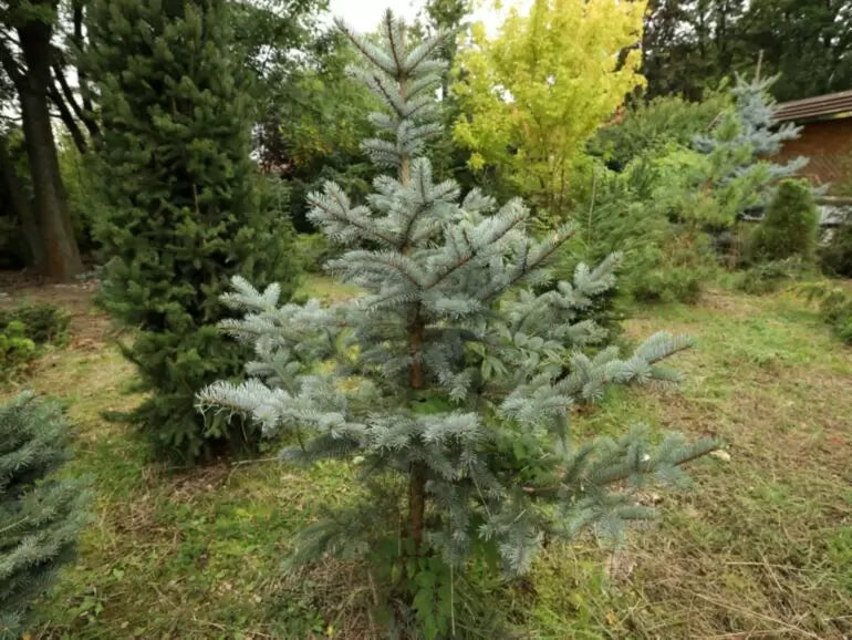 Picea pungens "Omega" - Blue spruce (silver)