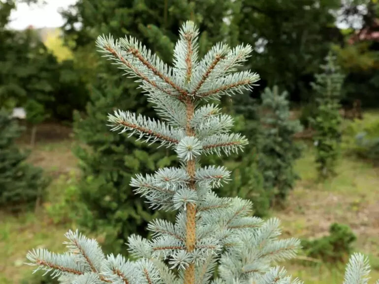Picea pungens "Omega" - Blue spruce (silver)