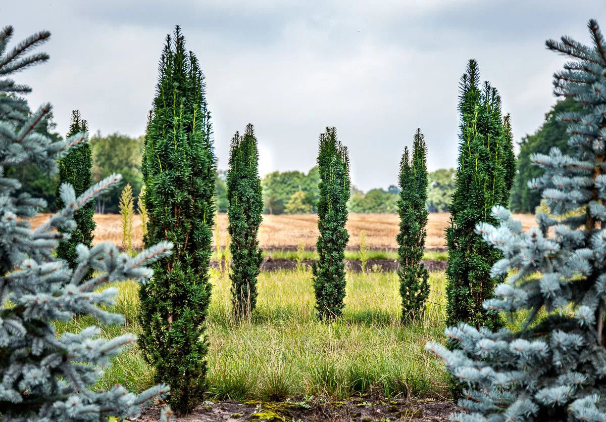 Taxus baccata ’Fastigiata Robusta’ - Pylväsmarjakuusi