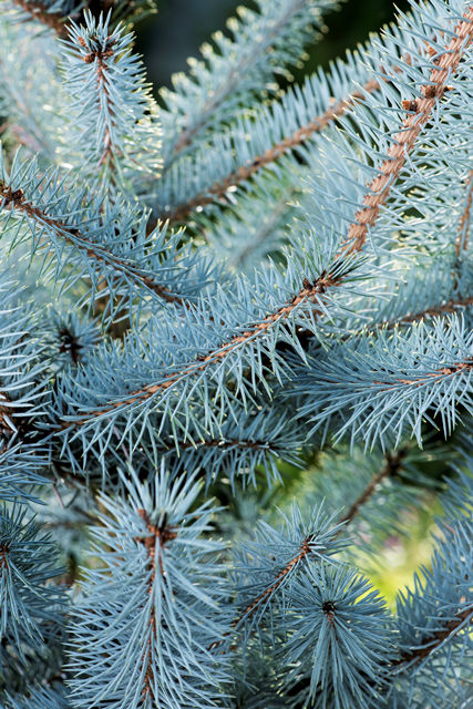 Picea pungens "Blue Diamond" - Sinikuusi