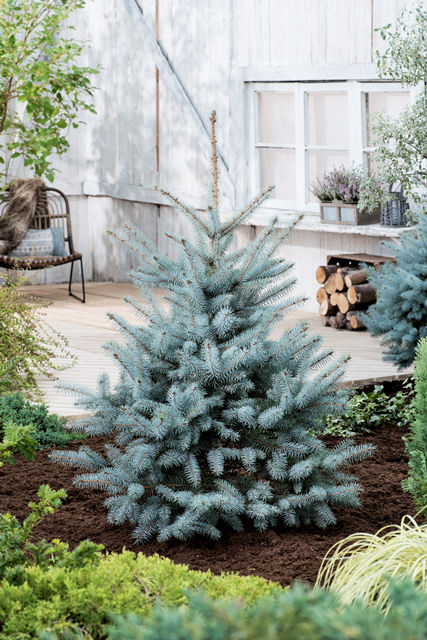 Picea pungens "Blue Diamond" - Blue spruce 