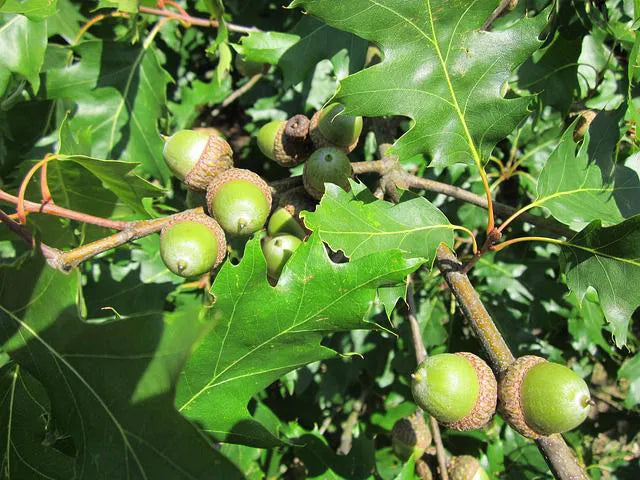 Quercus rubra - Punatammi