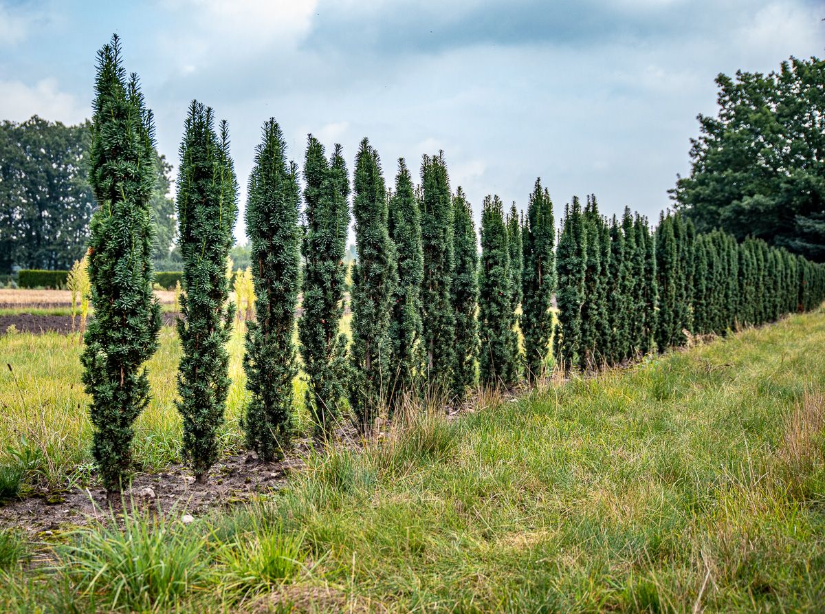 Taxus baccata ’Fastigiata Robusta’ - Pylväsmarjakuusi