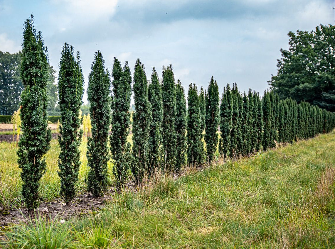 Taxus baccata ’Fastigiata Robusta’ - Pylväsmarjakuusi