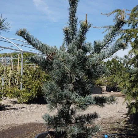 Pinus parviflora 'Blue Giant' - Maiden pine 