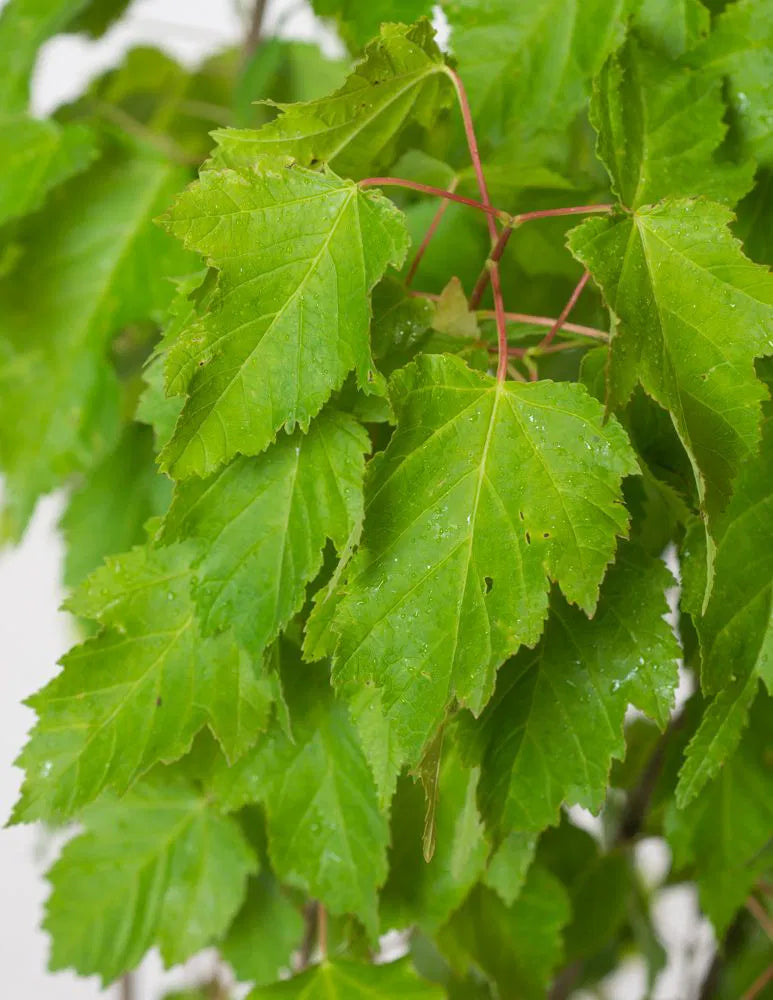 Acer tataricum Ginnala Fire - Tataarivaahtera