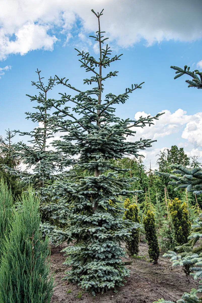 Abies procera 'Glauca' - Aitopihta, Jalopihta (Kuningaspihta)