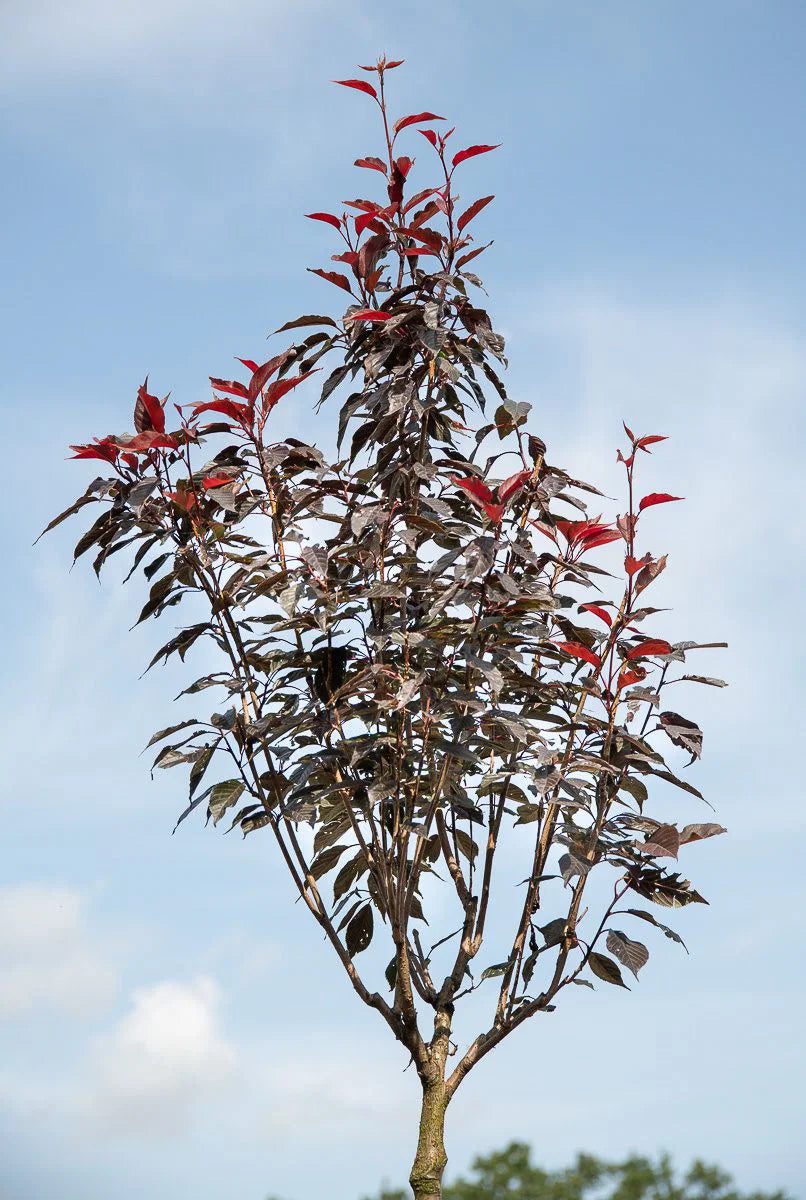 Prunus serrulata 'Royal Burgundy' - Japaninkirsikka