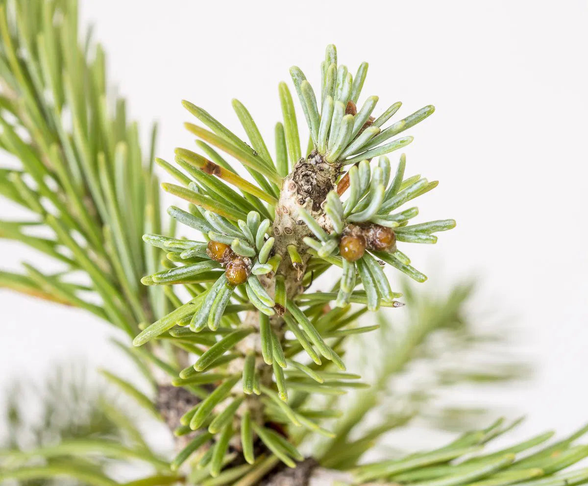 Abies lasiocarpa - Lännenpihta