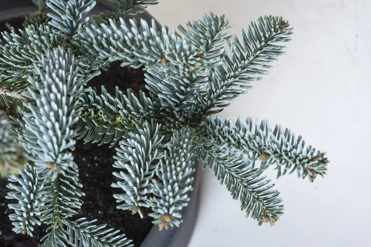 Abies procera 'Glauca' - Aitopihta, Jalopihta (Kuningaspihta)