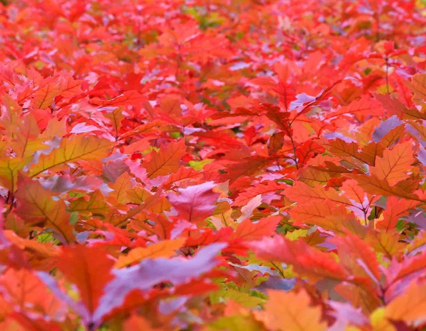 Quercus rubra - Punatammi