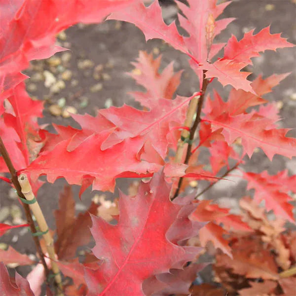 Quercus rubra - Punatammi