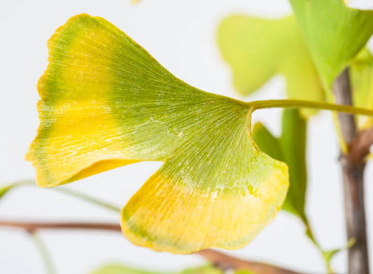 Ginkgo biloba - Neidonhiuspuu