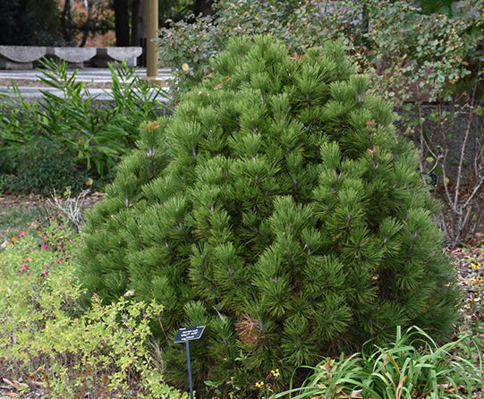 Pinus heldreichii (leucodermis) 'Mint Truffle' - Bosnianmänty