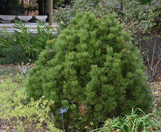 Pinus heldreichii (leucodermis) 'Mint Truffle' - Bosnianmänty