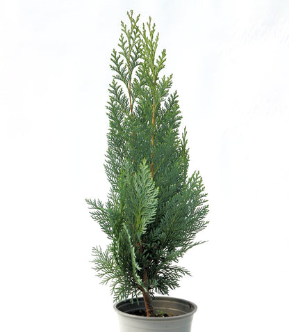 Chamaecyparis lawsoniana 'Columnaris' - Lawsoninsypressi / Valesypressi