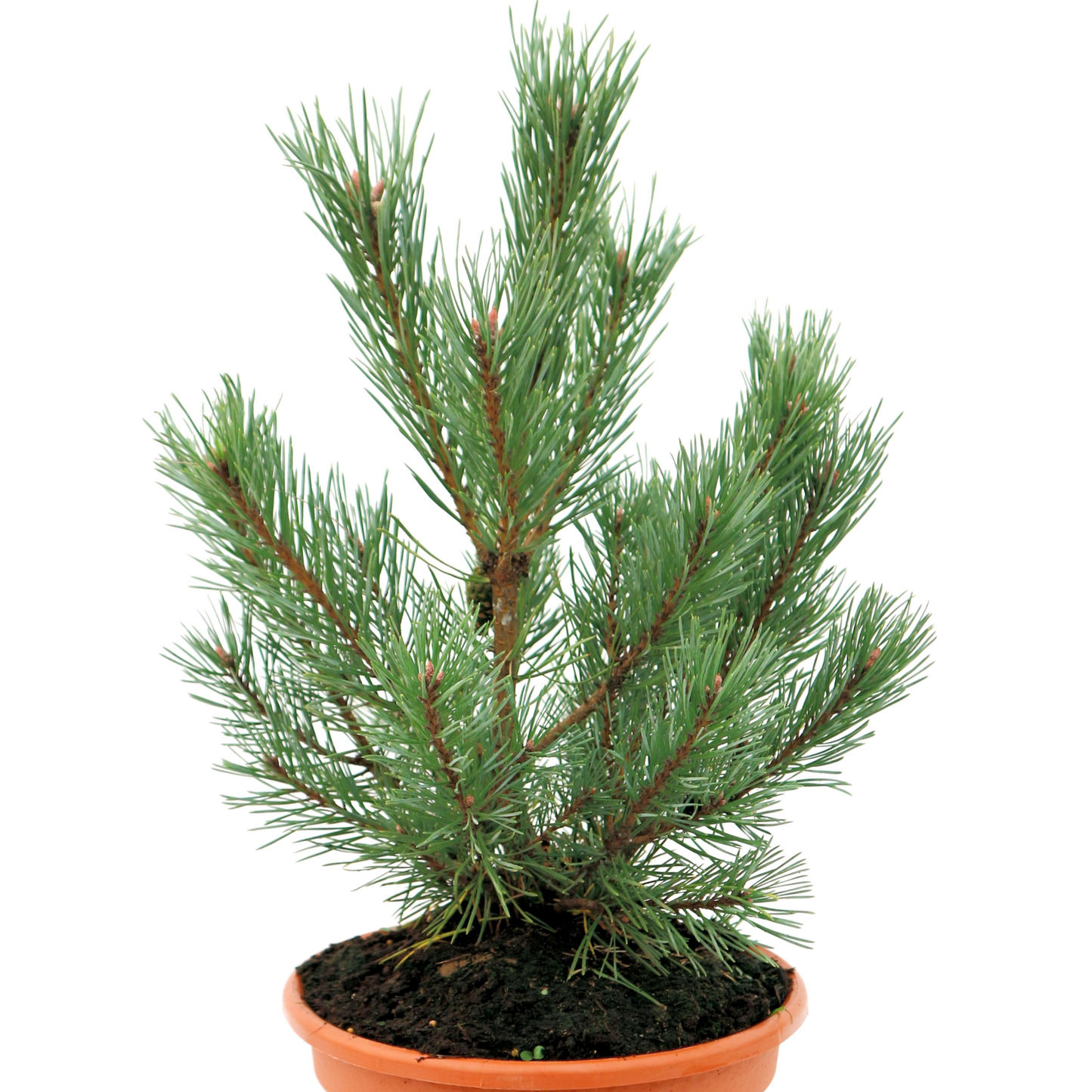 Pinus Sylvestris "Watereri" - Kääpiömänty