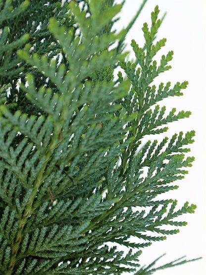 Chamaecyparis lawsoniana 'Columnaris' - Lawsoninsypressi / Valesypressi