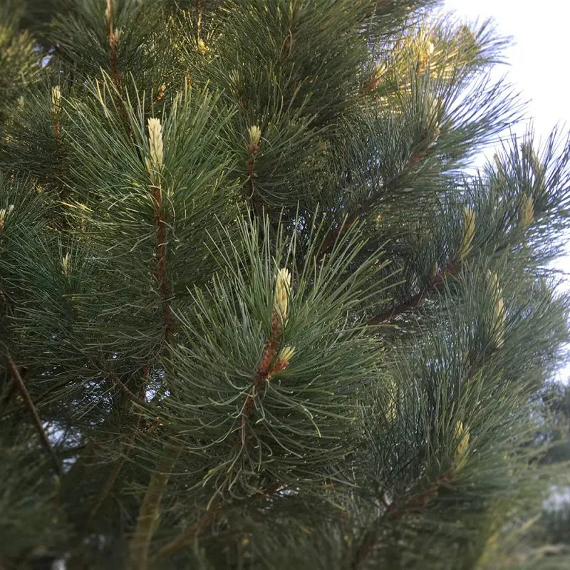 Pinus cembra subsp. sibirica (Pinus sibirica) – Sibirisk cembratall