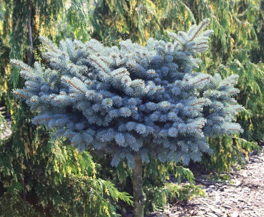 Picea pungens 'Glauca Globosa' Pa 60 - Dwarf blue spruce (silver) 