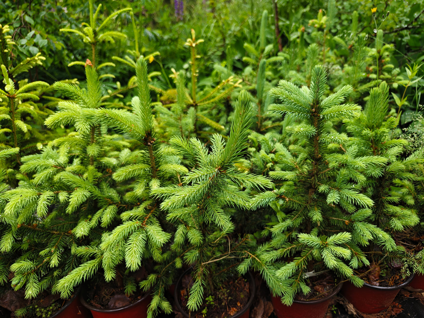 Picea pungens "Glauca" - Blue Spruce / Silver Spruce 