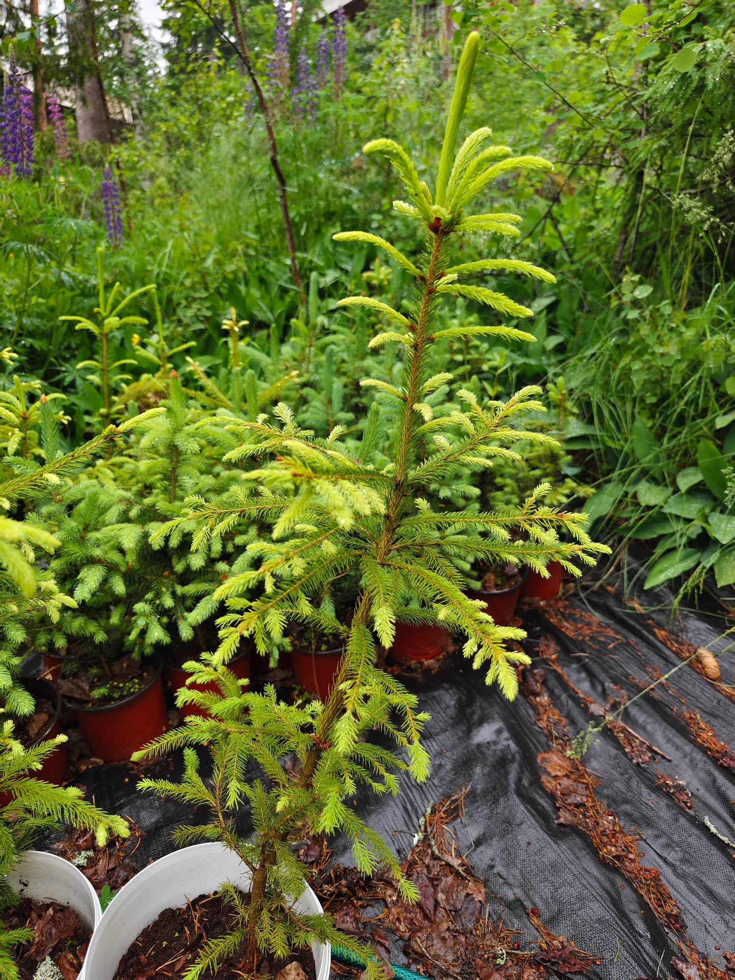Picea pungens "Glauca" - Blue Spruce / Silver Spruce 
