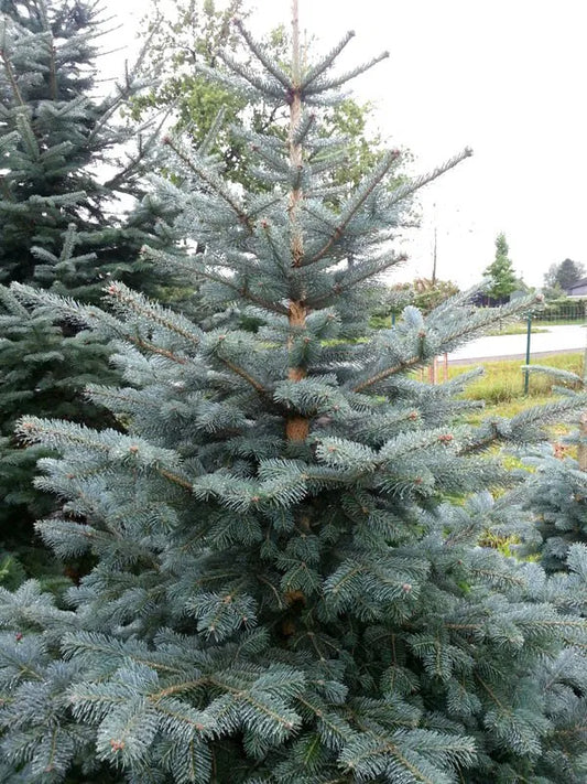 Abies lasiocarpa var. arizonica - Korkkilännenpihta